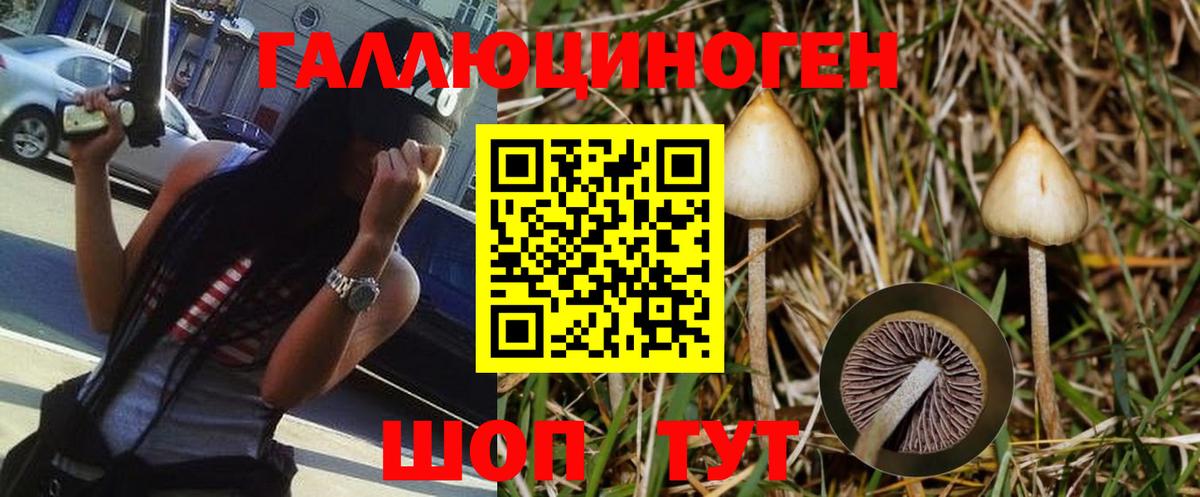 Галлюциногенные грибы Psilocybe Бузулук